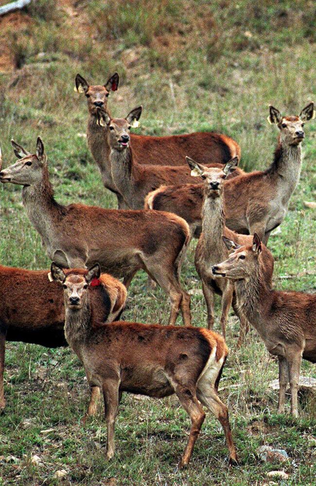 Wild red Deer. Picture: Mark Cranitch