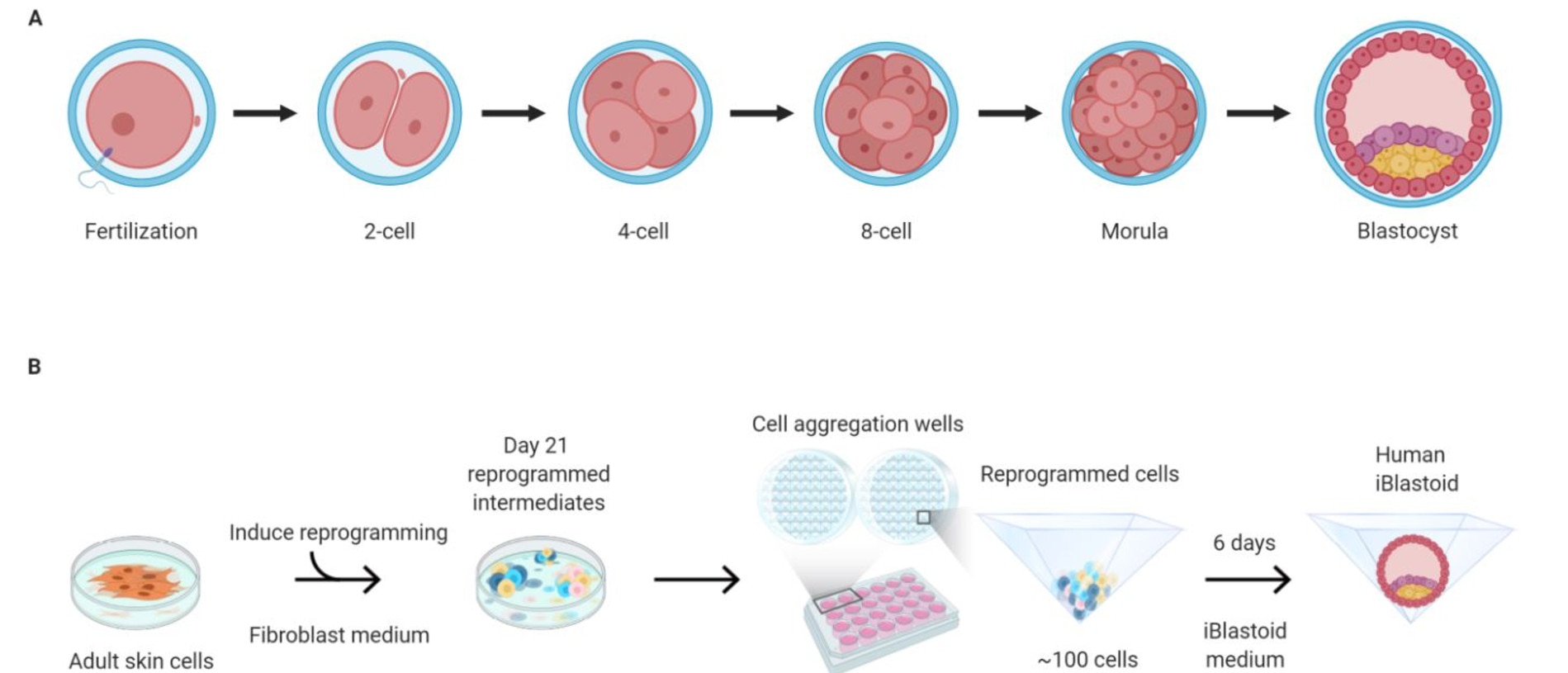 This diagram shows the different between a natural fertilisation of an egg into an embryo compared to one grown in the lab from skin cells.