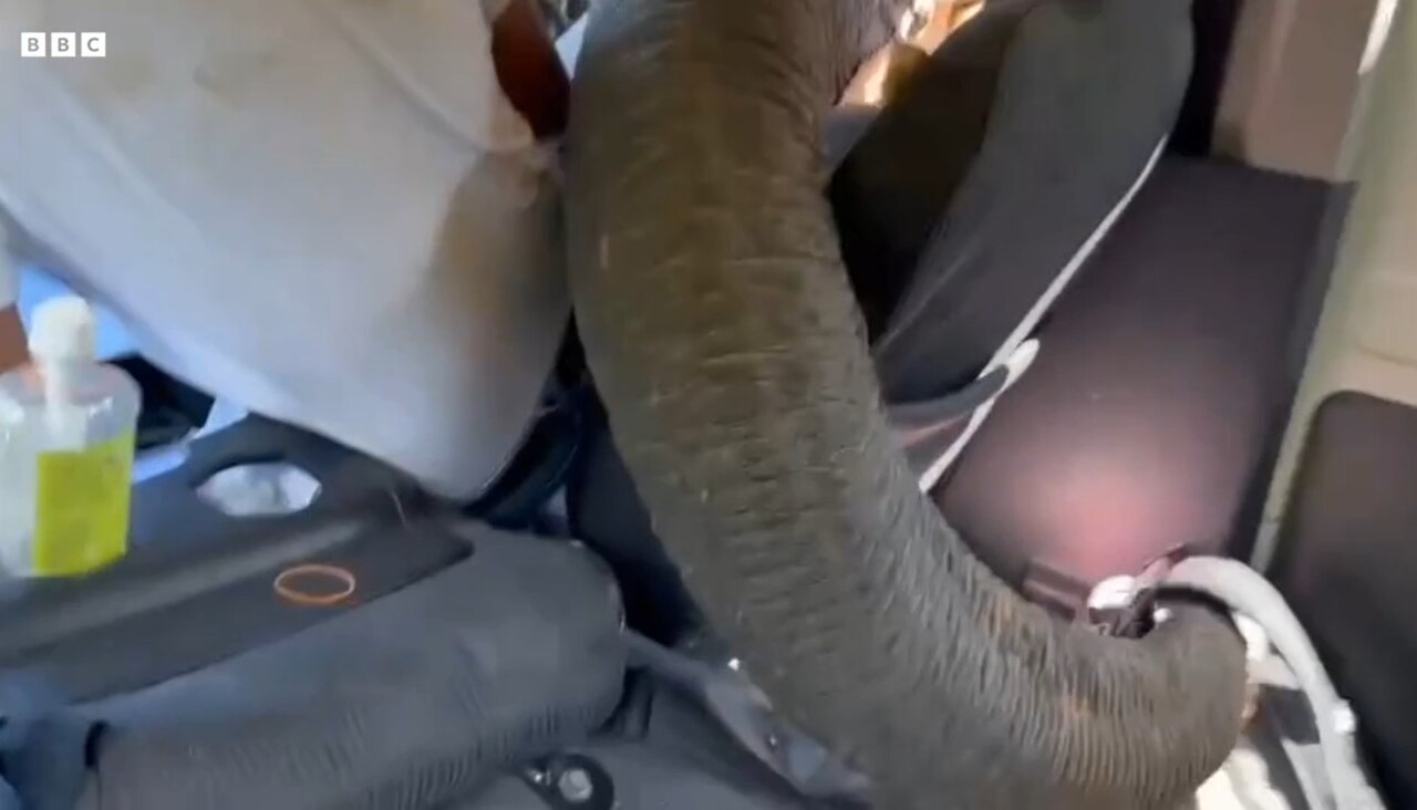 The elephant attempts to grab a bag from inside the vehicle. Picture: BBC