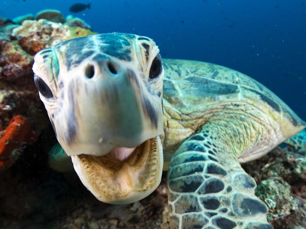 ***FOR BBC FOXTEL STORY - MON AUG 05 2019***BBC Earth series, Blue Planet II features a green turtle in Sipadan, Borneo, Malaysia. Picture: Jason Isley