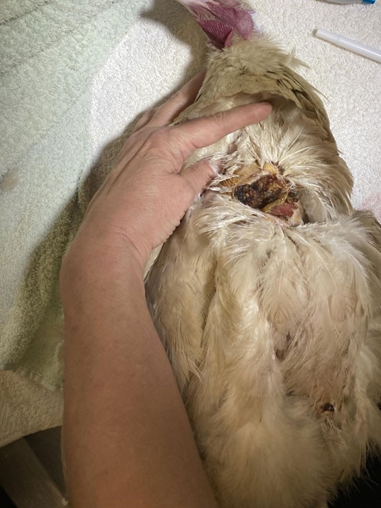 The injured chickens had to be euthanised.