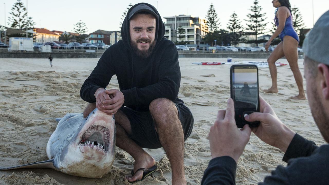 Shark Washes Up On Bondi Beach Daily Telegraph