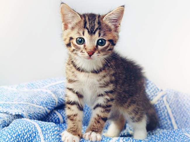 Studio shot of an adorable tabby kitten sitting on a soft blanket in a basket