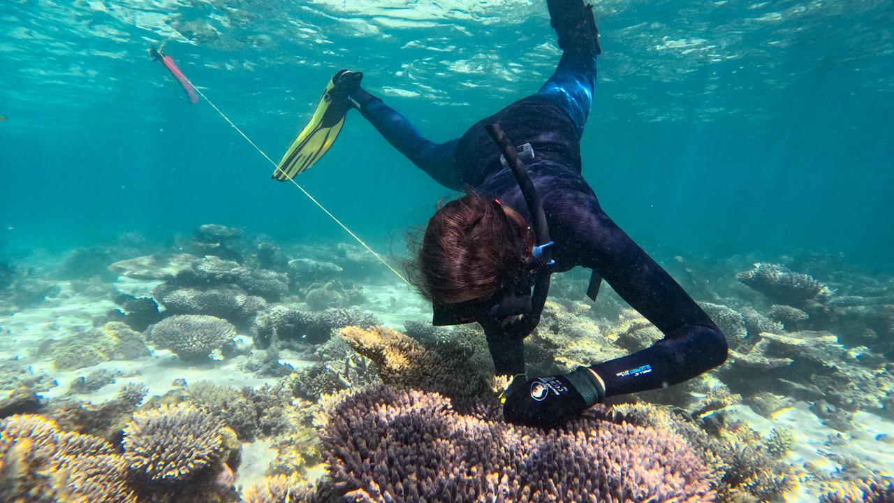 Minderoo Foundation researcher Alex Lago diving on Ningaloo Reef. Picture: Carly Keech