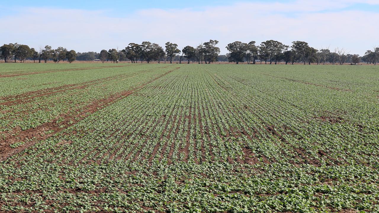 Barley holds firm, driven by feed demand