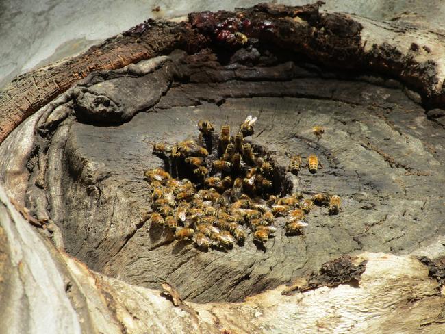 Bee warned – feral swarms a big buzzkill in Adelaide parks