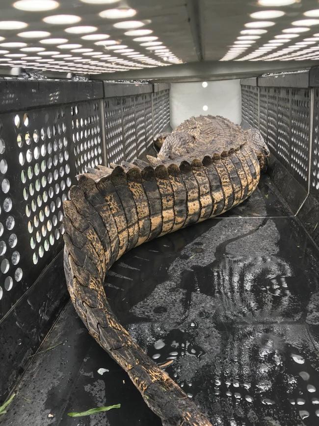 Crocodile captured on the January 23rd now being moved from Dawul Wuru Aboriginal Corporation to Department of Environment and Science. Photo: supplied