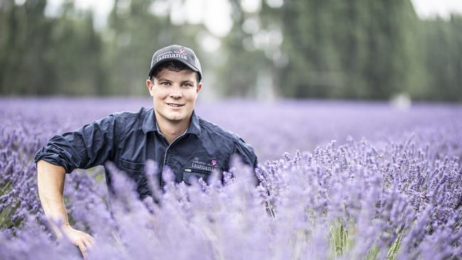 Essential Oils of Tasmania agricultural scientist, Oscar Giudici, among the lavender field at Margate. Picture: EDDIE SAFARIK