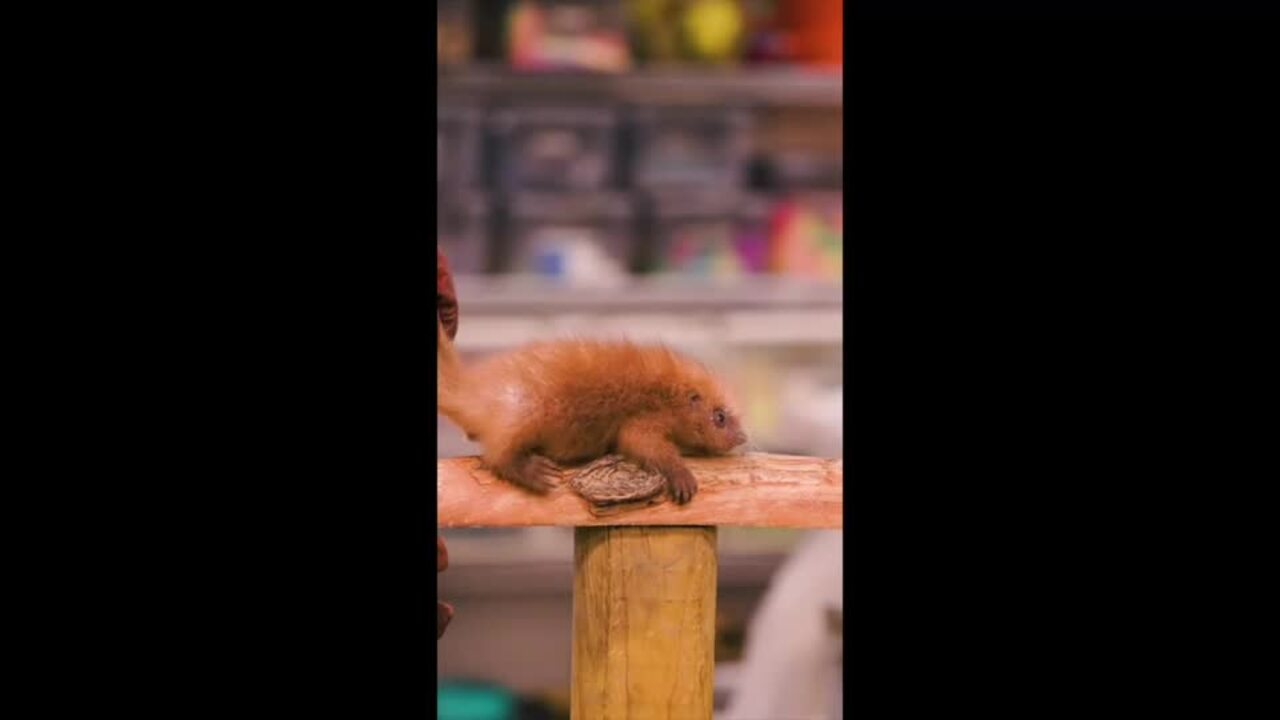 Fort Worth Zoo Welcomes Adorable Baby Porcupine