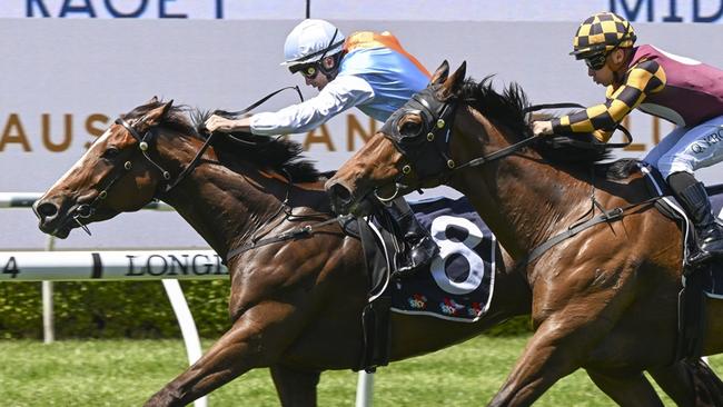 State Of America looks hard to beat again when he heads to Rosehill on Wednesday. Picture:Bradley Photos