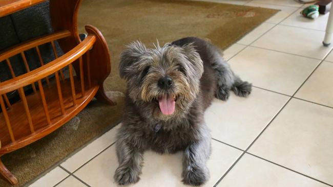 Michael Brooke's pet dog Sally. Picture: Peter Carruthers