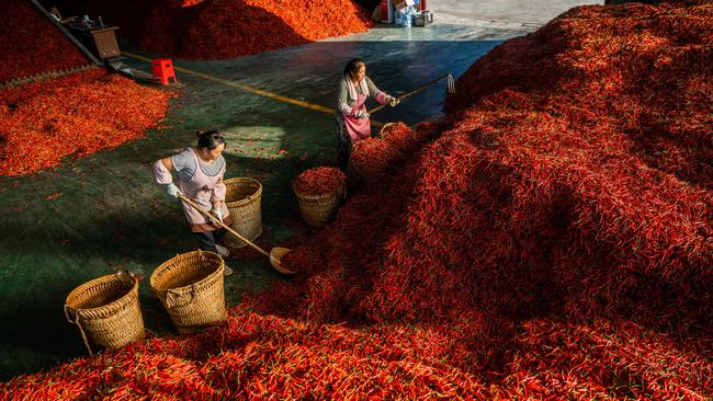 Workers load chili peppers into baskets in a drying factory in Bijie city, in southwest Guizhou province. Picture: AFP