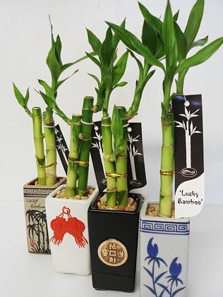 Lucky Bamboo