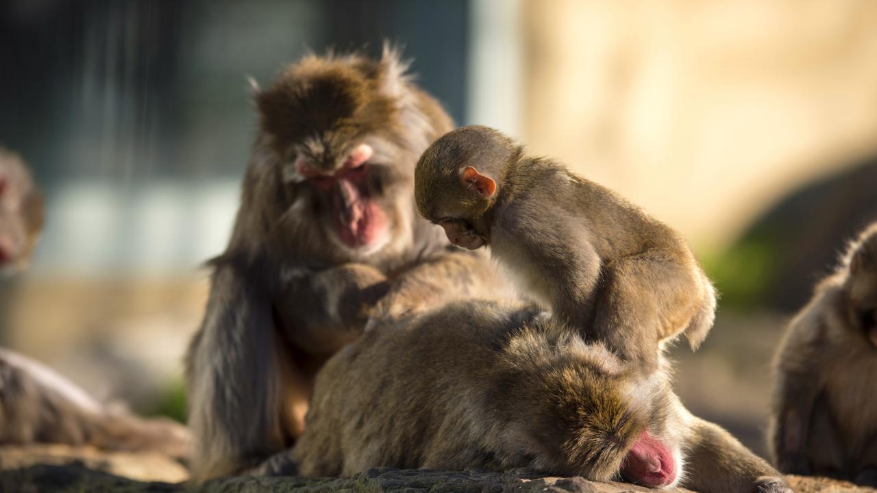 Japanese macaques play about in Launceston's City Park. Picture: City of Launceston