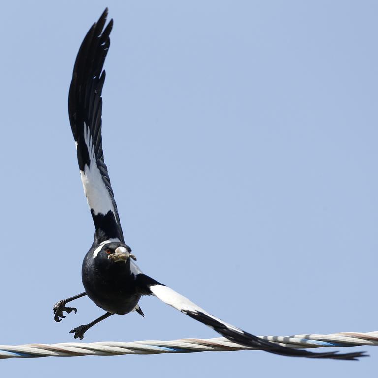 Magpie Alert, a website built to track magpie attacks, reported there were more than a thousand attacks and 108 injuries already this year in Australia.