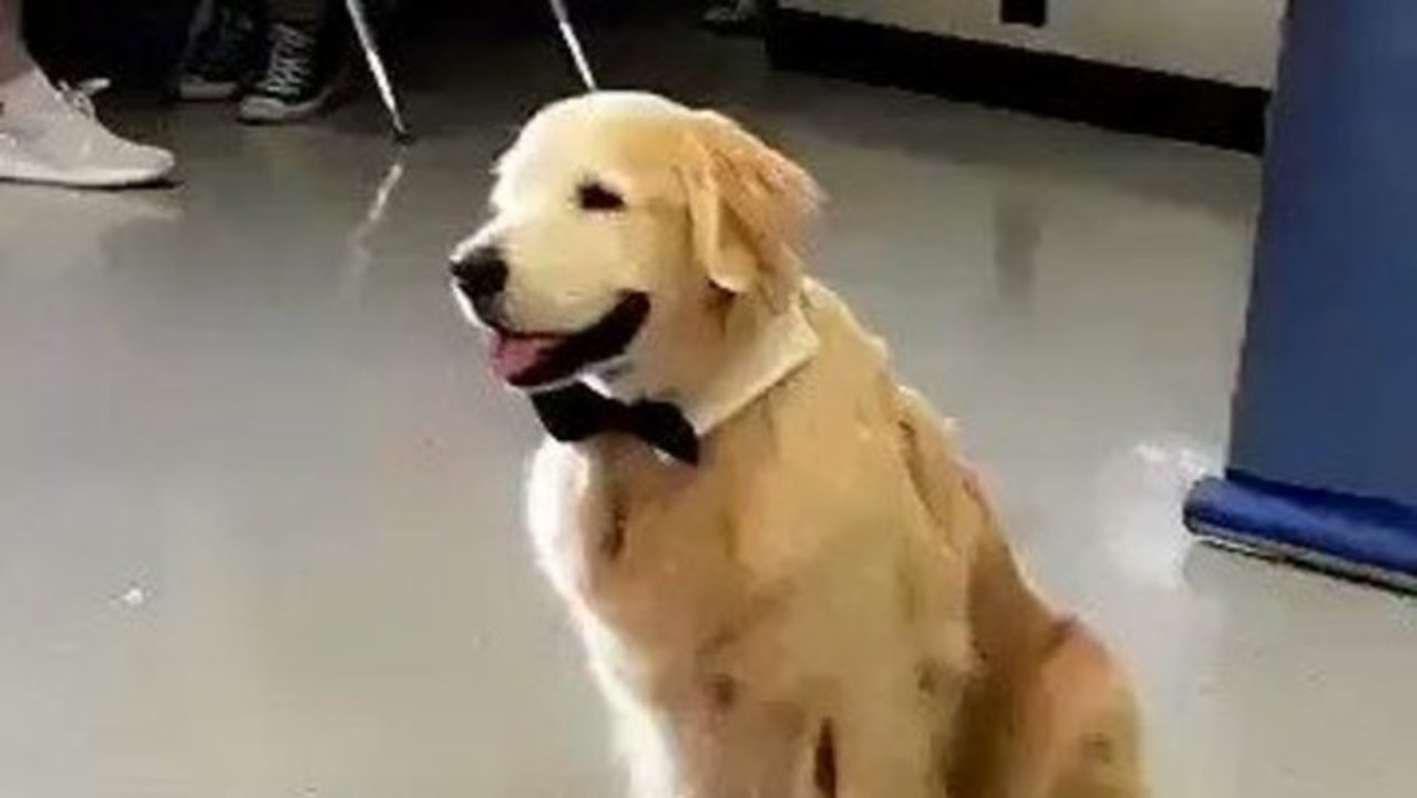 Assistance Dog in Marjory Stoneman Douglas High School Poses for School Yearbook Photo