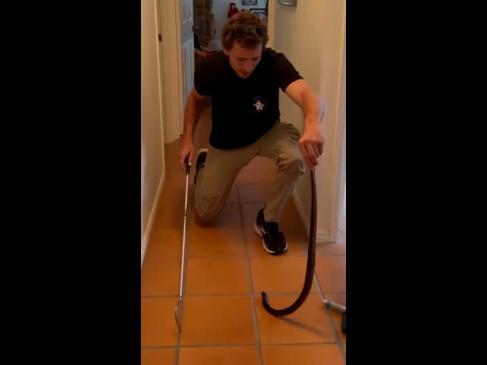 Deadly venomous snake found lurking behind toilet