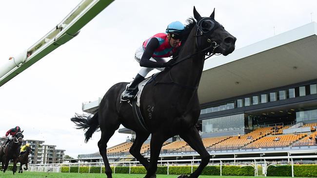 Antino will make his Melbourne debut at Flemington on Saturday. Picture: Grant Peters-Trackside Photography