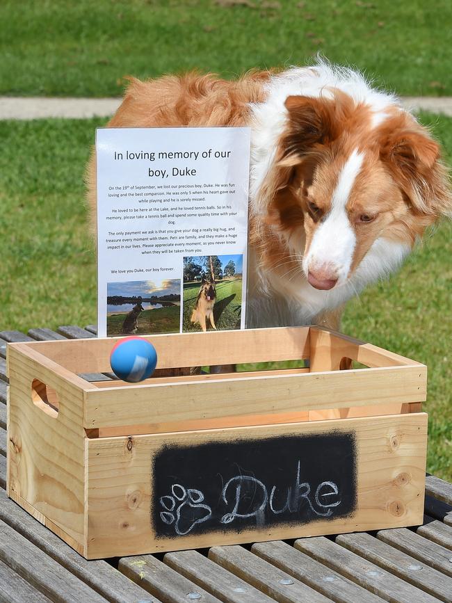 Jack checks out the box of balls. Picture: Josie Hayden