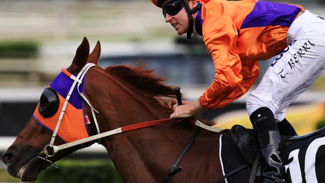 Our Boy Malachi has been well backed to win first-up. Picture: Mark Evans