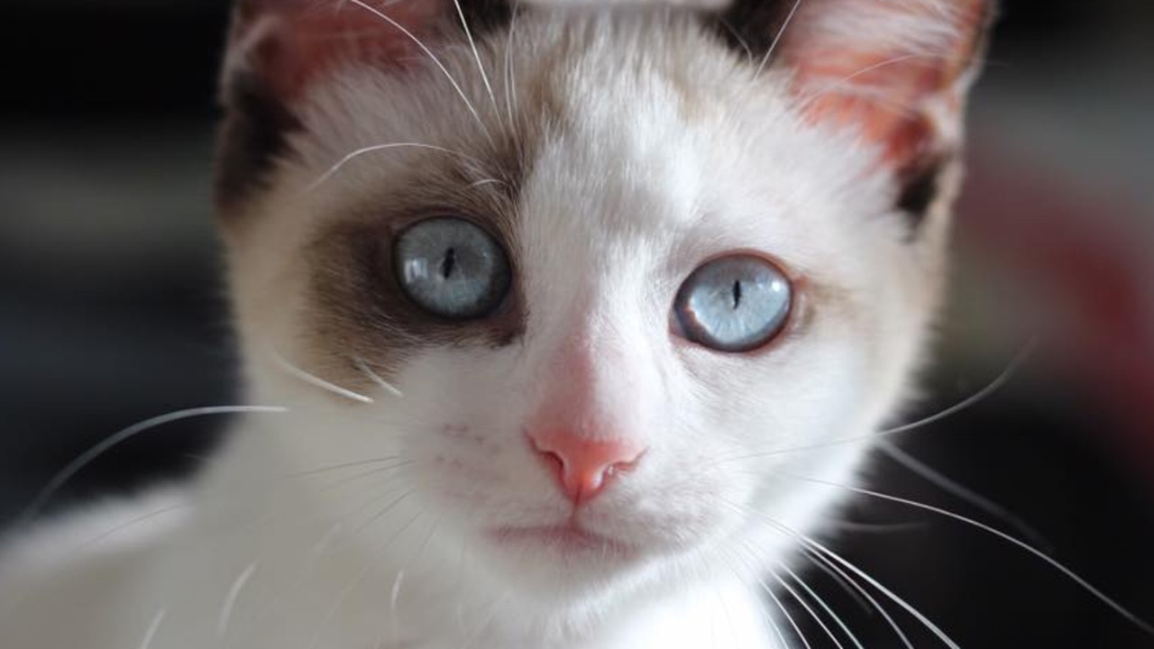 This is Miss Pearl . Loves lounging on the couch and cuddles. Picture: Cathy Moroney. Cutest cats in Wynnum.