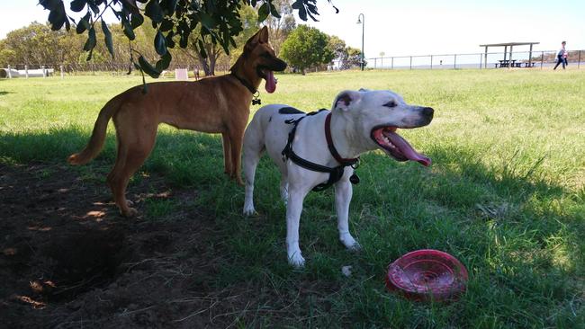 The South Burnett Regional Council has approved a new dog park for Murgon.