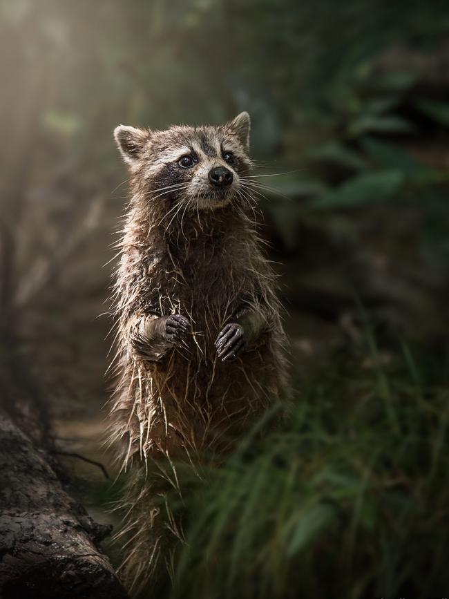 Highly Commended Wildlife Portraits ... Swamp Raccoon, This little guy was coming out of the swamp in Louisiana during a swamp tour. The light was just right for a great shot of his wet fur. Picture: Kim Aikawa/WildlifePhoto.com