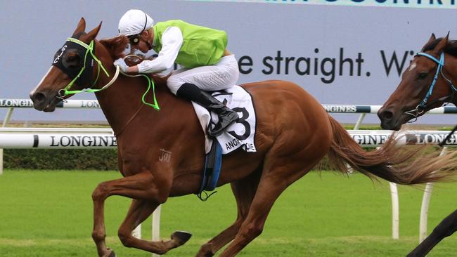 Country Championships winner, Another One, looks hard top beat at Wagga. Picture: Grant Guy