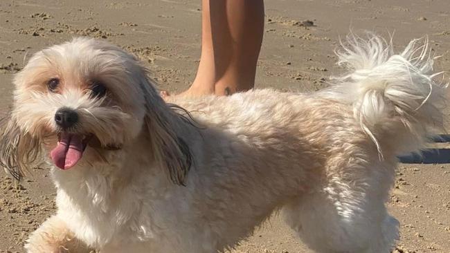 Miaa who is a Maltese cross shitzu went missing at the Spit on Sunday