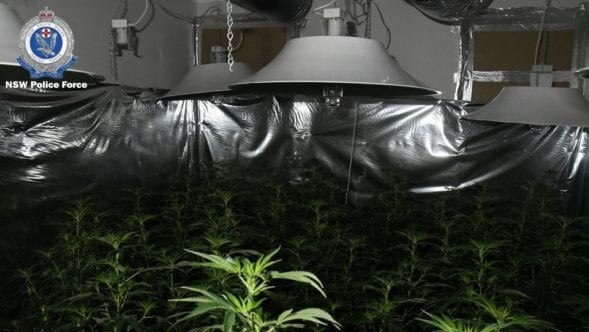 Cannabis plants were found in five rooms of the house. Picture: NSW Police.