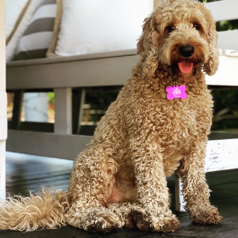 Buddy waits patiently for us to get out of the pool or he just jumps in. Picture: Rochelle Courtenay