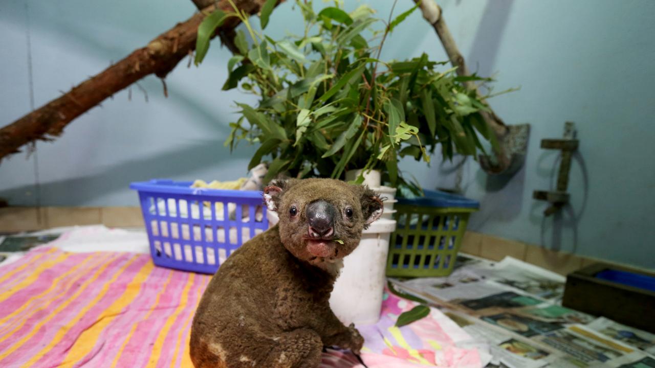 A koala named Paul from Lake Innes Nature Reserve recovers from his burns in the ICU at The Port Macquarie Koala Hospital on November 29, 2019 in Port Macquarie following devastating bushfires.