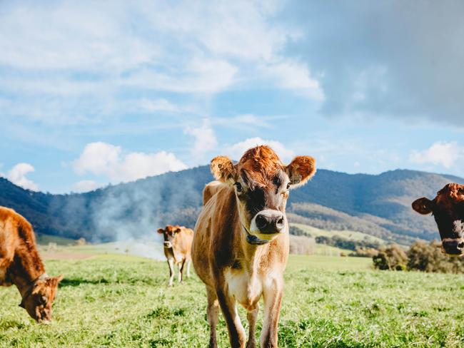 Shoppers nationwide made their way through 1.5 billion litres of milk in the past year. Picture: Chloe Smith