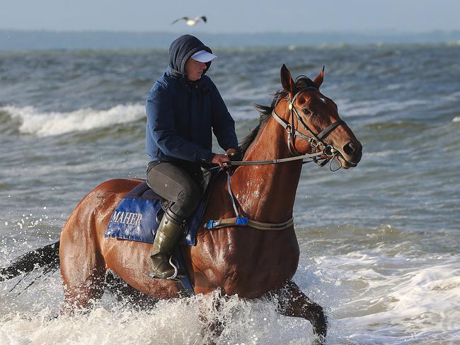 Melbourne Cup favourite Jameka with Lucy Yeomans at Mordialloc Beach. Picture: Ian Currie