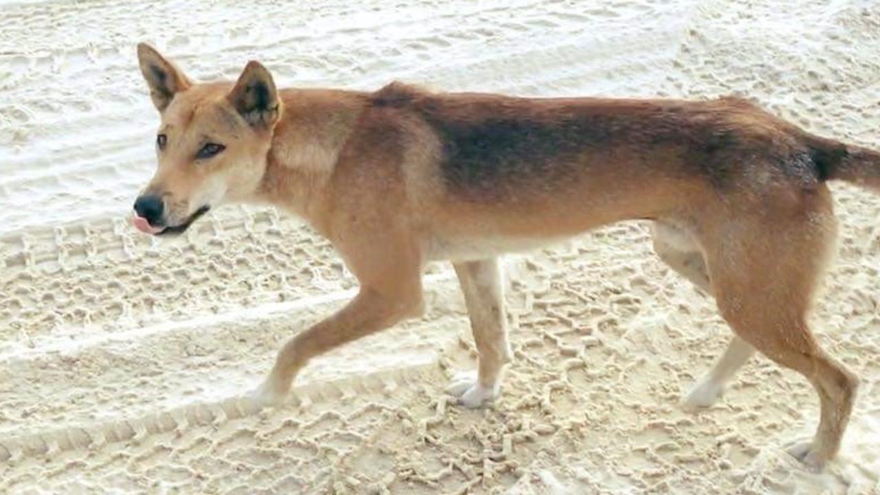 Dingo stabbed after attacking 5yo