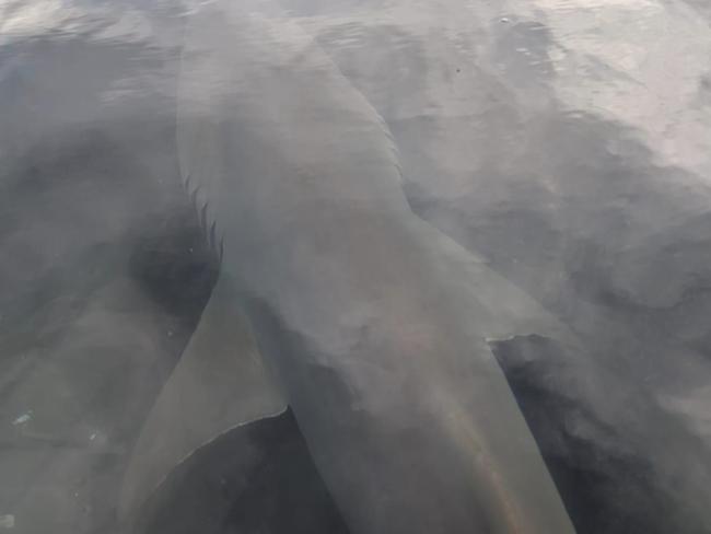 Jacob Asquith took this photo of a shark swimming near the boat ramp at North Haven near Port Macquarie.