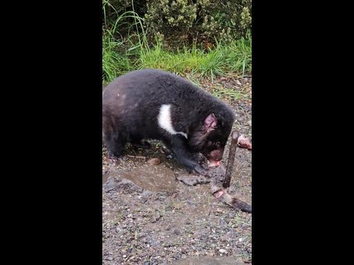 Up close with Tasmanian devils at Cradle Mountain