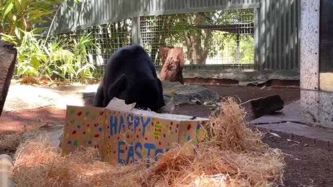 Animals Celebrate Easter at Perth Zoo