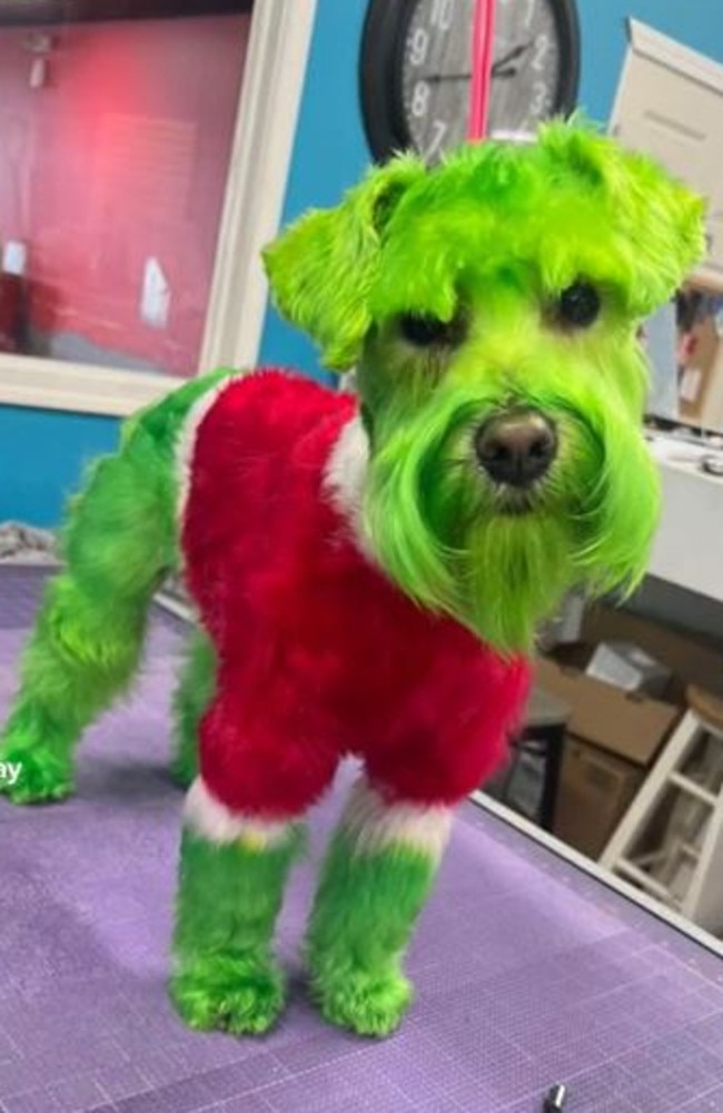 A woman has angered after getting her dog groomed. Picture: TikTok/mondaygray