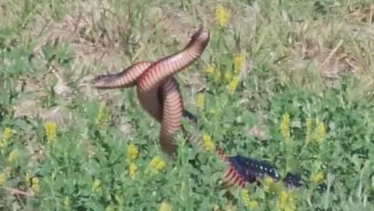 Two male red-bellied black snakes fighting it out during mating season at Old Bar recently.