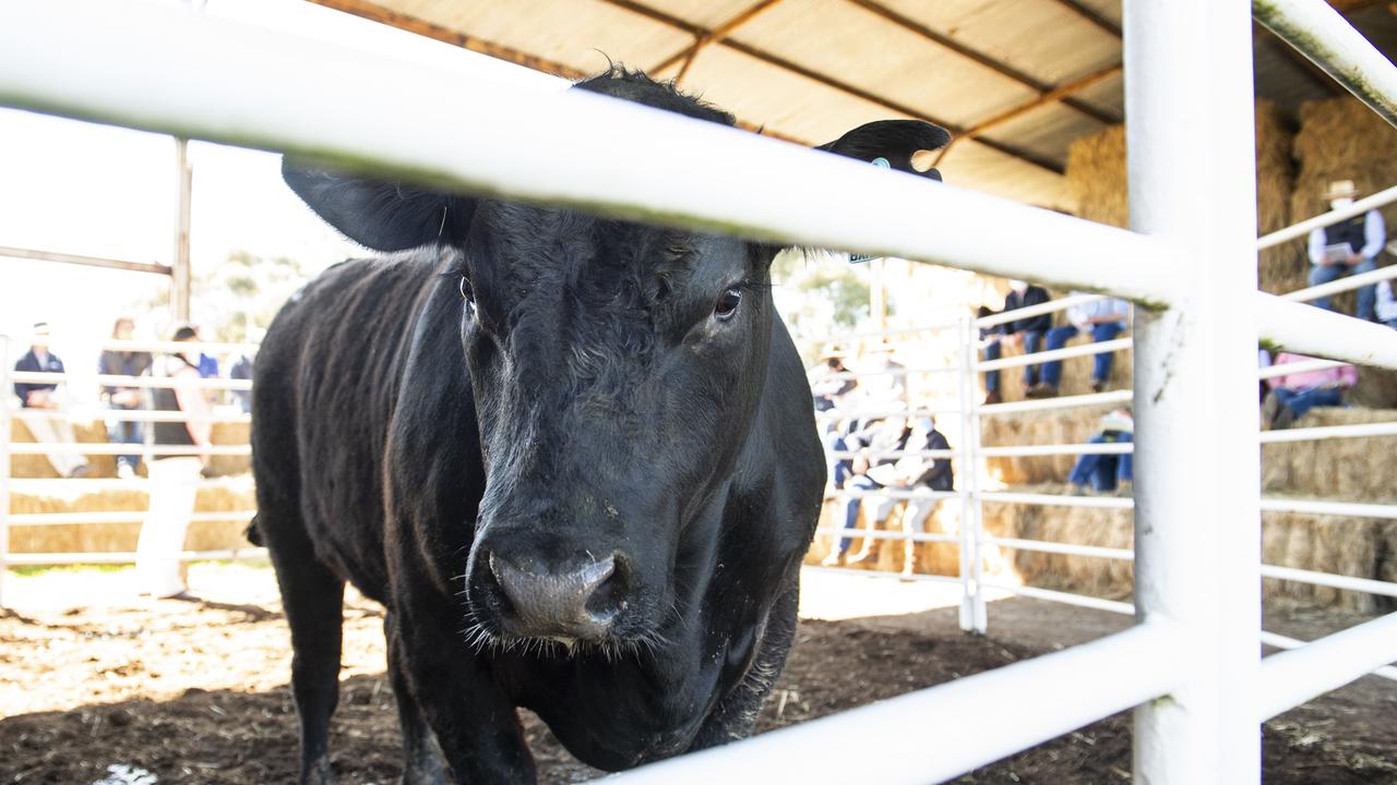 Bull sales have been off the charts this Spring. Picture: Zoe Phillips