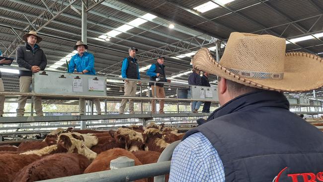 Feedlot buyers dominated the opening laneways of heavy steers and heifers helping keep prices for good cattle afloat at Yea.