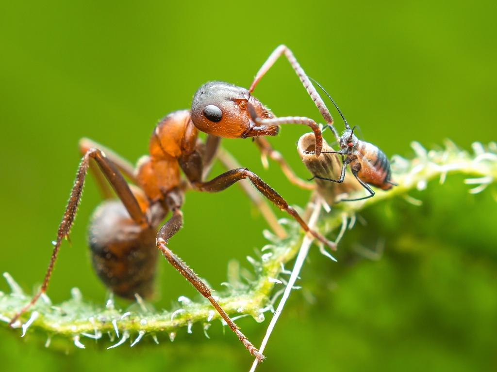 ‘Ant and aphid’ by Frantisek Dulik/Photocrowd.com ... Location: Slovakia.