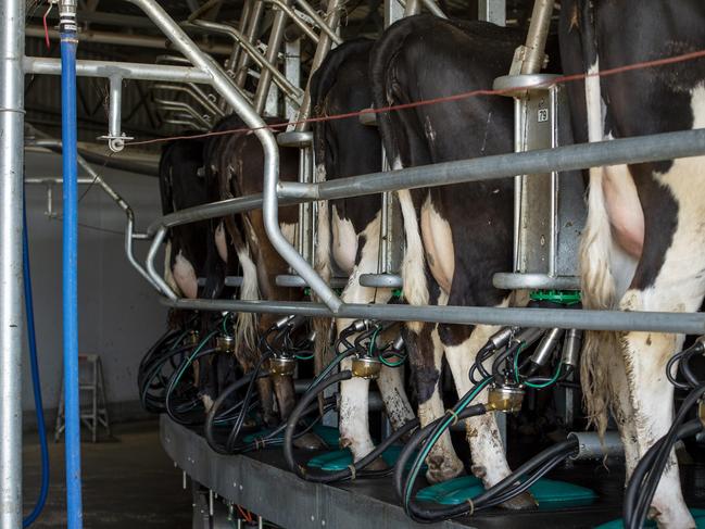 FARM: Bethune Lane dairyPaul & Sally Bethune run Bethune Lane Dairy, a large dairy that is now value adding its milk into a range of products including cheeses, milk and yoghurt.Pictured: Generic dairy cows on farm at Lake Boga.PHOTOGRAPHER: ZOE PHILLIPS