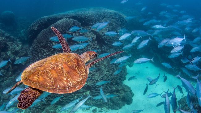 Turtles and tropical fish on the Ningaloo Reef. While Queensland’s Great Barrier Reef is arguably more famous, there’s no denying Ningaloo’s beauty. The Minderoo Fooundation runs a research laboratory at Exmouth to study and help preserve the natural wonder. Picture: Getty Images