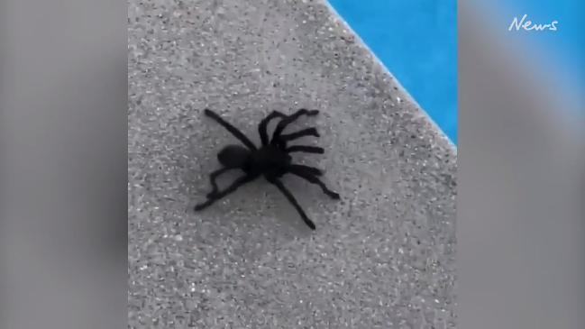 Nicole Kidman captures tarantula