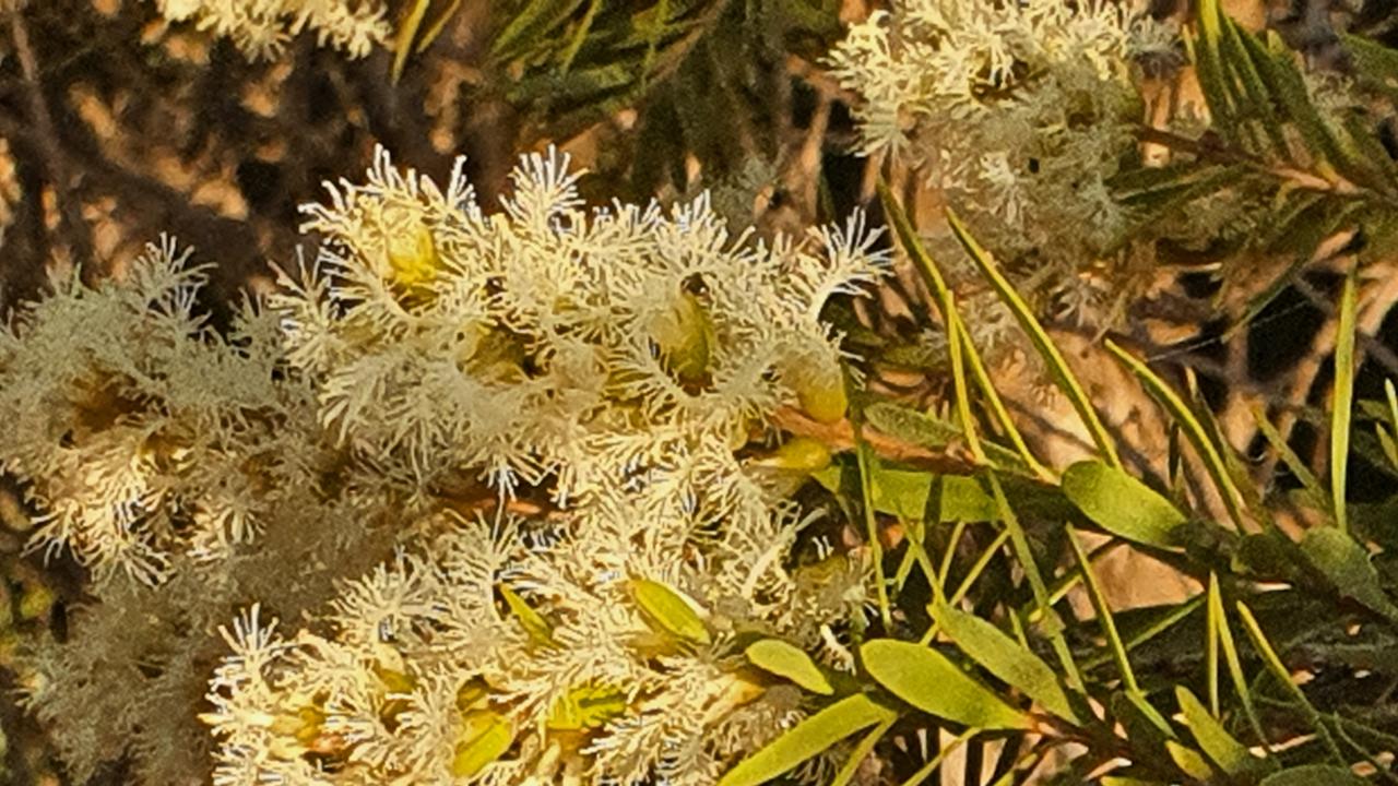 Melaleuca Snowstorm
