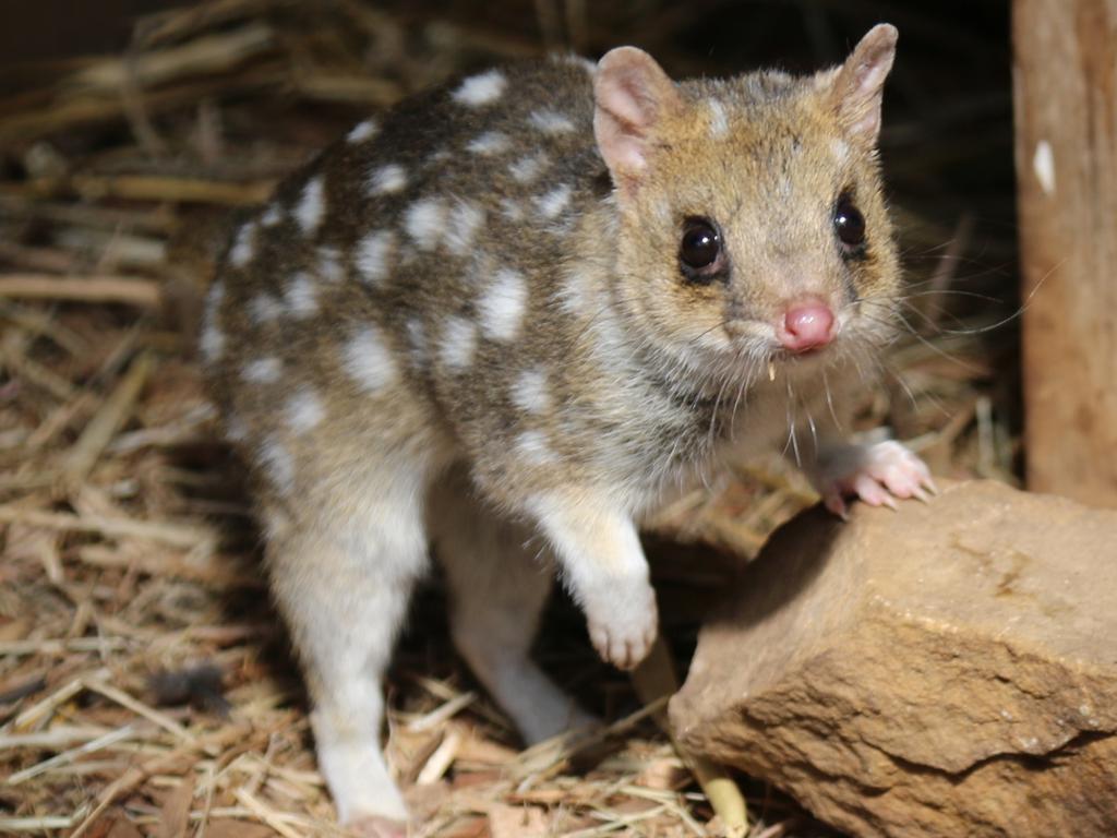 Eastern quolls at Bonorong after successful conservation translocation of 24 eastern quolls to The Quoin in the Midlands. 3 March 2025. Picture: Elise Kaine