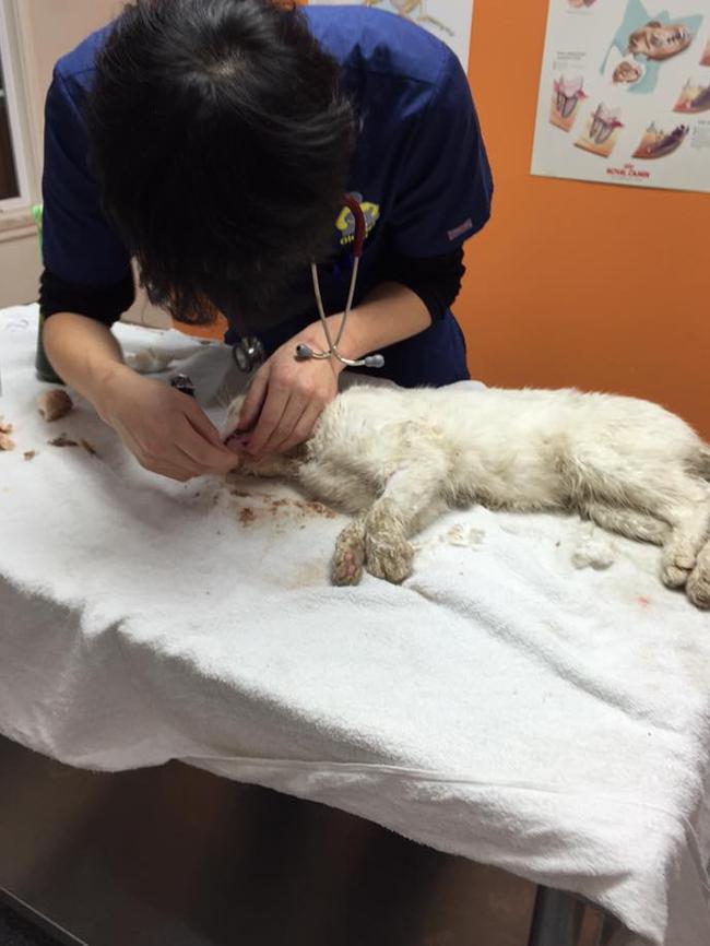 The Moorebank Vet Hospital team work on Monty.