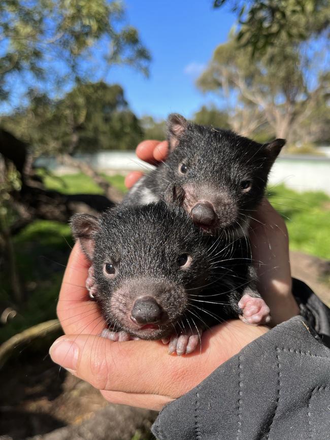 Joey Tasmanian devils born at East Coast Natureworld. Picture: East Coast Natureworld